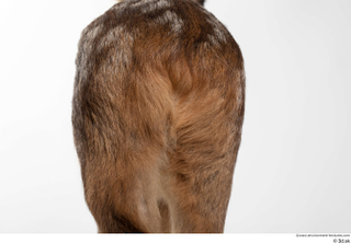 Deer doe tail 0001.jpg